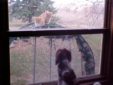 BubNkitties10 31 03