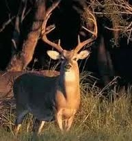 buck
