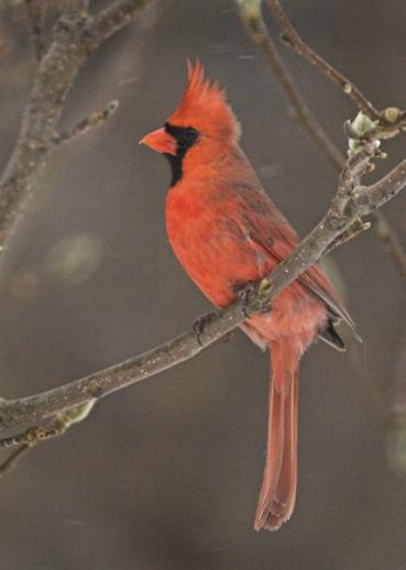 cardinal profile