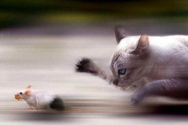 Cat Chase