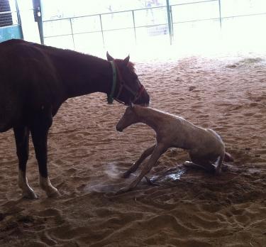 Cat Filly 2 24 2012 2
