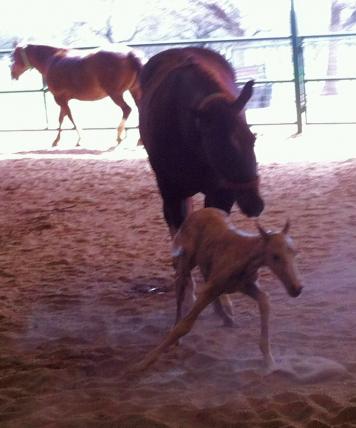 Cat Filly 2 24 2012 3