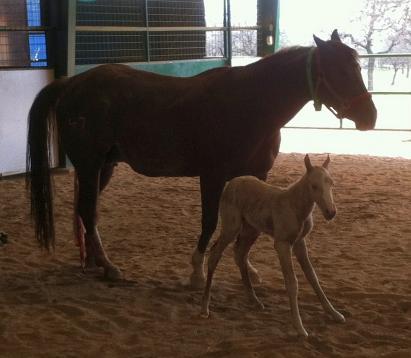 Cat Filly 2 24 2012 4