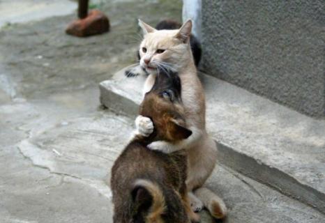 cat hugs dog