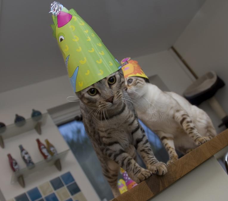 cat party