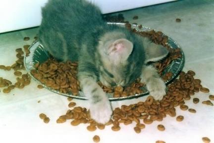 Catfood