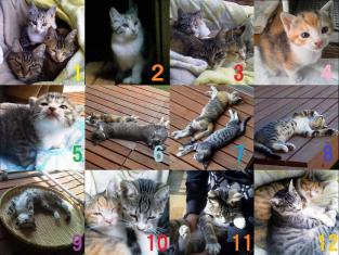Cats  Jan-Dec 2012