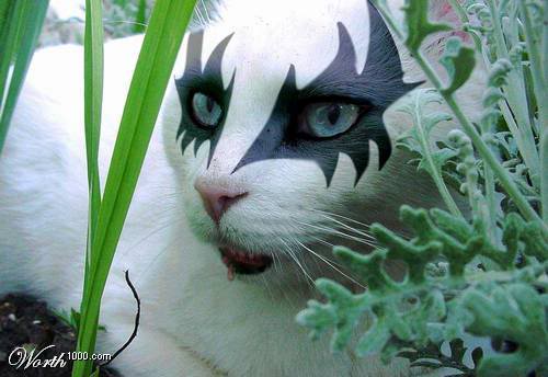 CatSimmons