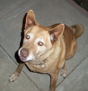 Charlie about to jump at her treat cuz I was taking far too long with the camera