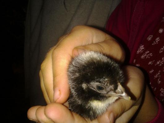 chick
