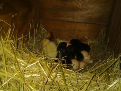 chick2