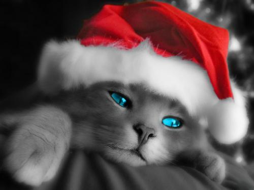 christmas cat 1