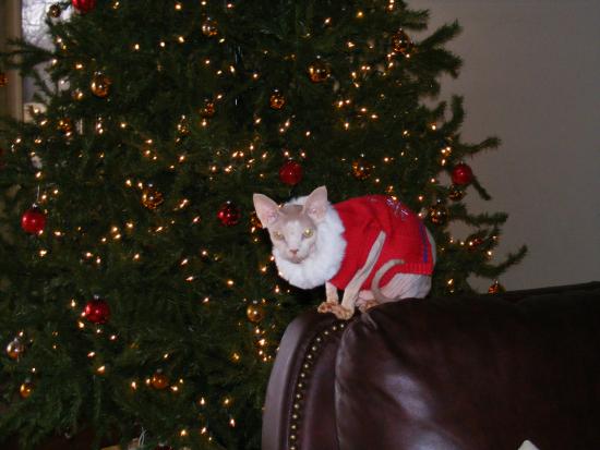 christmas cat 3 (2)
