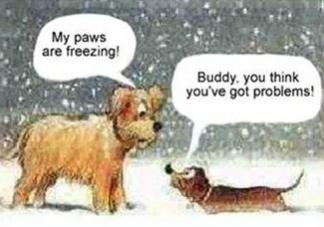 christmas dog freezing