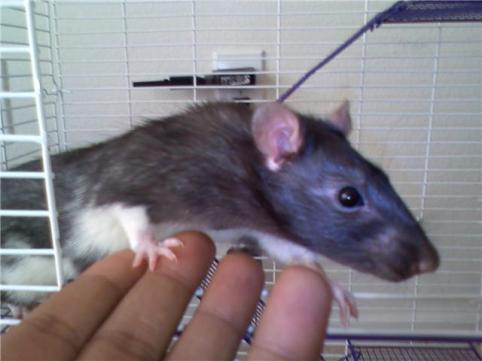 chuckie