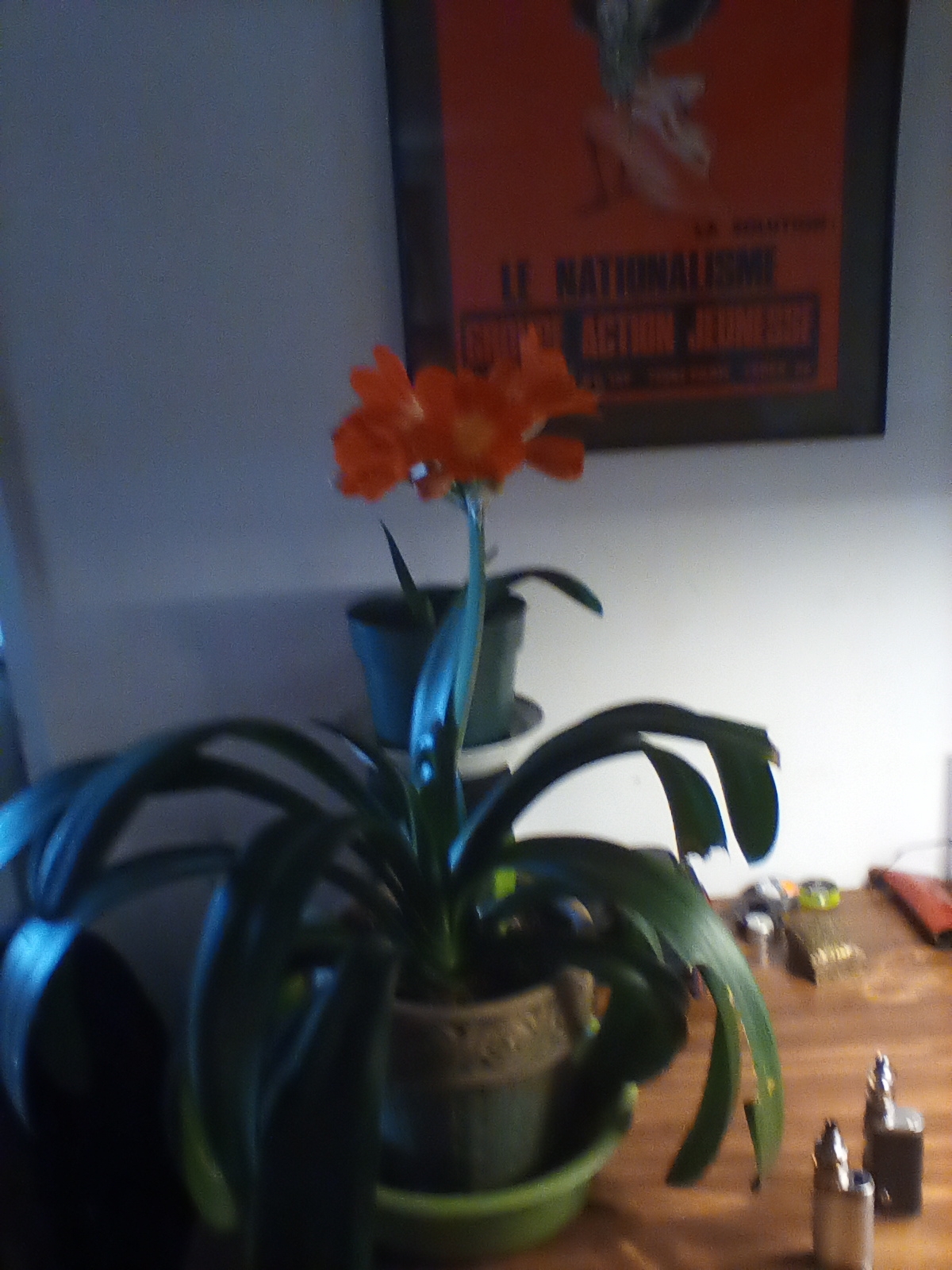 clivia