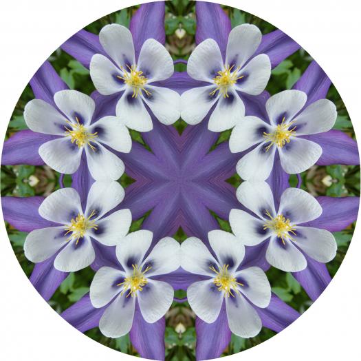 columbine 4 mandala