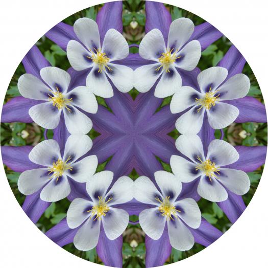 columbine 4 mandala