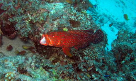 coral grouper getting a mouth clean