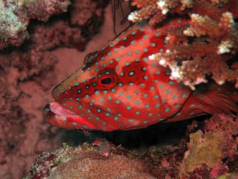 coral grouper with cleaner shrimp
