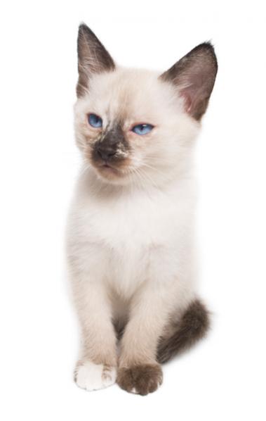 Cotton