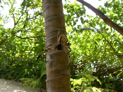 Crab spider I nearly walked into when in the Maldives 2006.  This thing was huge!  Ended up guarding it from the other guests (from afar) until one of the staff picked up the courage to move it!