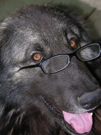CRAZY PUPPY