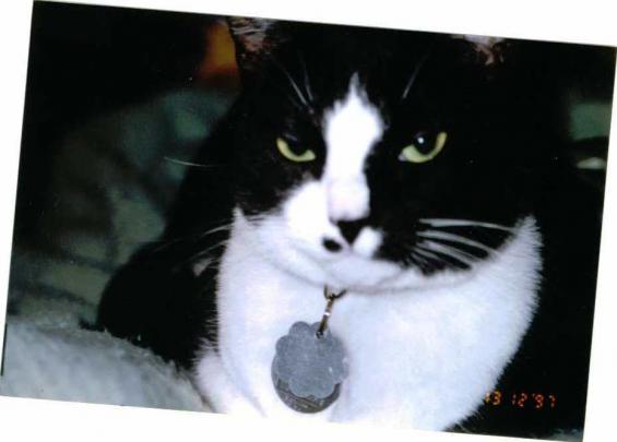 Cujo was my very first cat. As much as I love all my cats, she was the best. I never realized any animal could be that in tune with a human. It felt like my heart was ripped from my body when she passed. 
RIP Cuji-cat 9-20-08