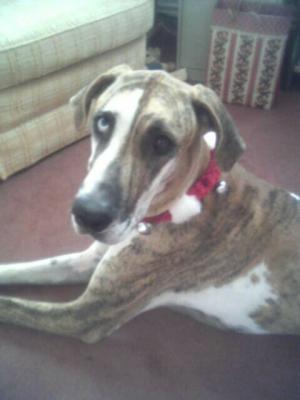 Dane T Lady