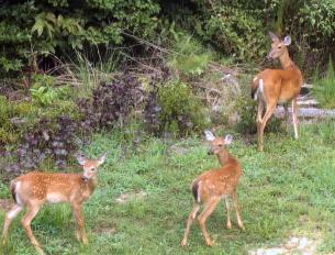 deer01