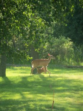 deer1.jpg