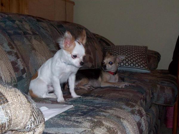 Deigo & Chilli