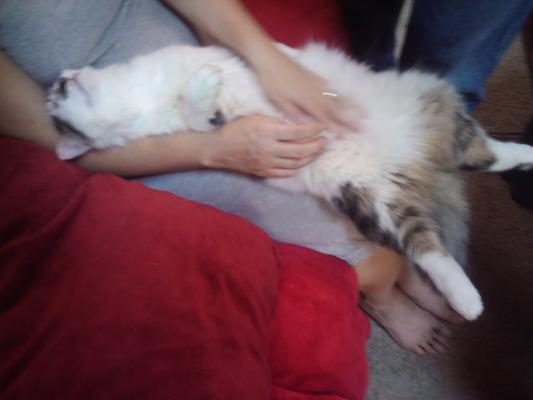 diablo basking