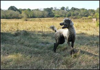Dirty Birdie aka Pig-Pen
