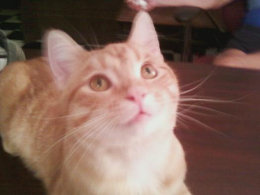 dobbie aka Fattie boy 1