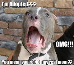 dog adopted