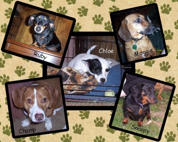 Dog Collage