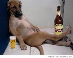 dog drunk