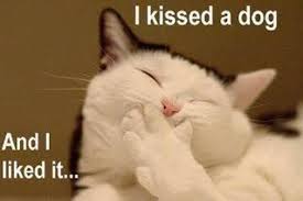 dog kissing cat