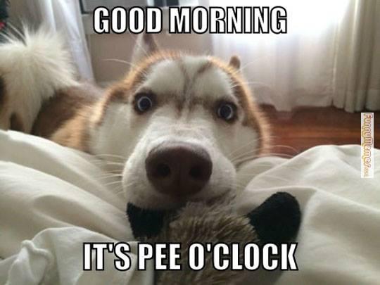 Dog-memes-good-morning-its-pee-oclock