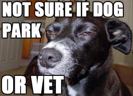 dog5