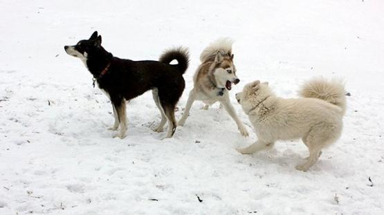 dogs