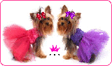 dogsindresses