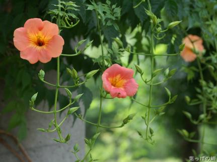 don't all old ladies like flowers? I do!