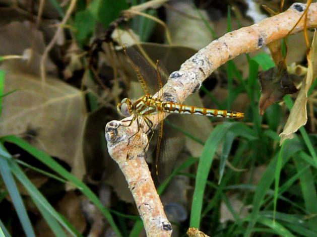 Dragonfly at RMA Wildlife Refuge