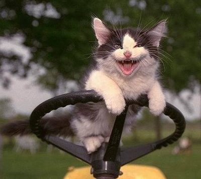 drive kitty