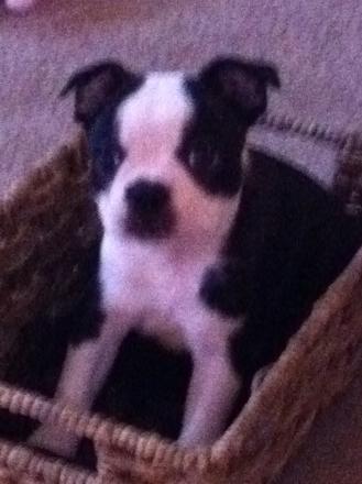 Dulce - 10 weeks
