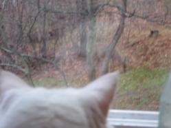 Dupa & the deer