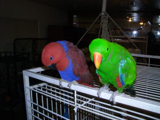 Eclectus7