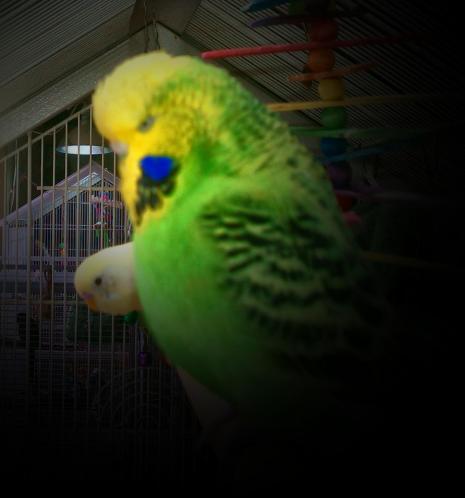 eggegg